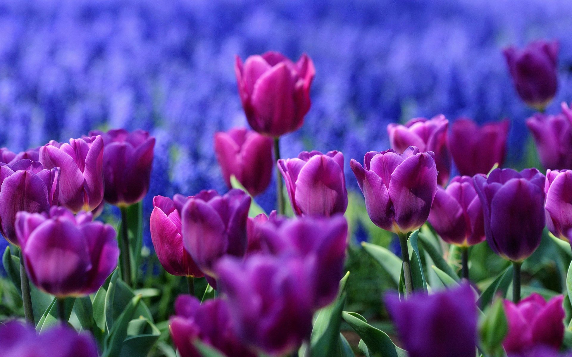 Vibrant purple tulips in full bloom set against a blurred blue floral background, captured in high definition for a striking nature-themed PC desktop wallpaper.