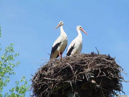 HD PC desktop wallpaper: two white storks standing on a large nest against a clear blue sky — animal scene.