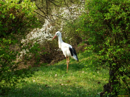 HD PC desktop wallpaper featuring a white stork (animal) standing on sunlit grass, framed by green shrubs and white spring blossoms.