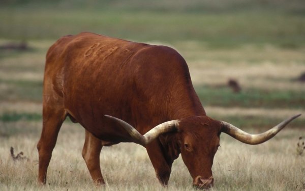 Animal Longhorn Cattle Cattle HD Wallpaper | Background Image