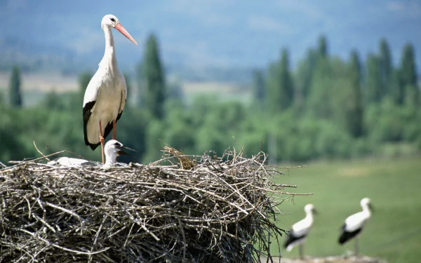 Animal White stork HD Desktop Wallpaper | Background Image