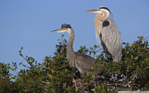 HD PC desktop wallpaper featuring two herons perched on a leafy branch against a clear blue sky.