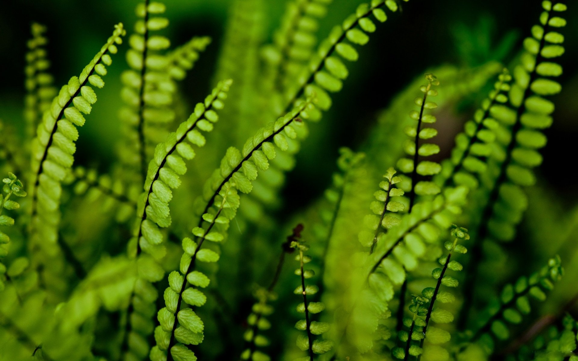 Download Nature Fern HD Wallpaper by Crevisio