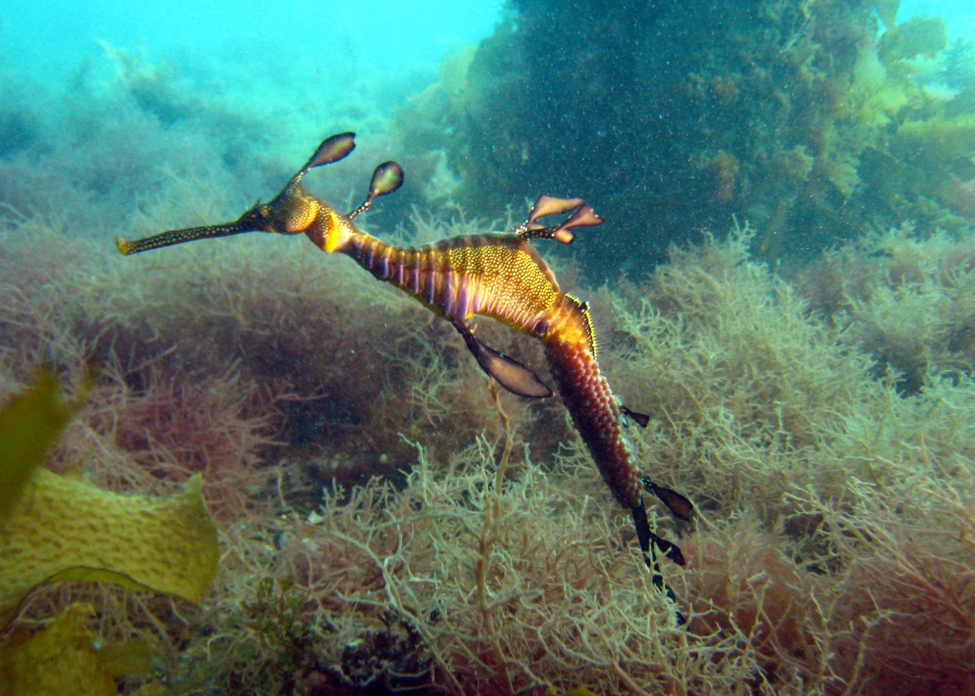 HD desktop wallpaper featuring a leafy seadragon, a uniquely camouflaged seahorse, gliding through underwater seaweed and coral.