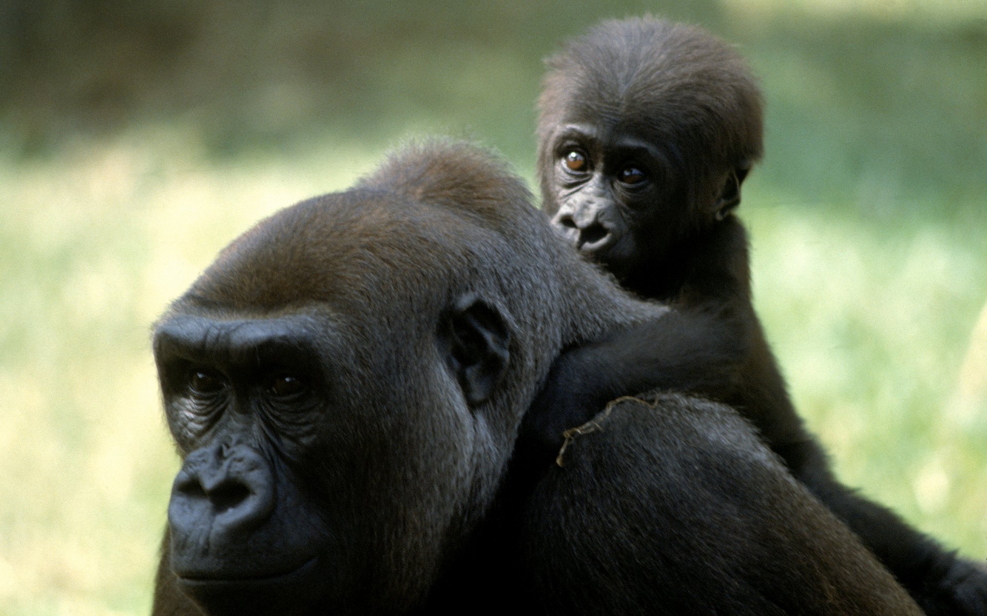 Gorille Fond d&rsquo;écran HD | Image | 2560x1600