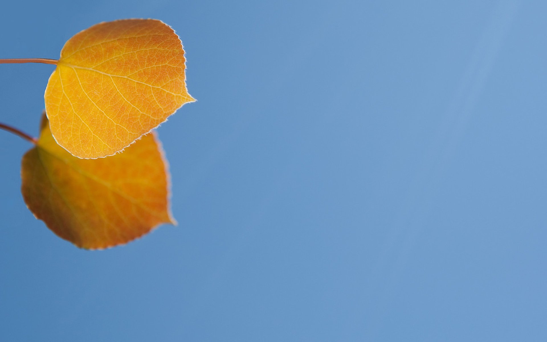 Download Nature Leaf HD Wallpaper