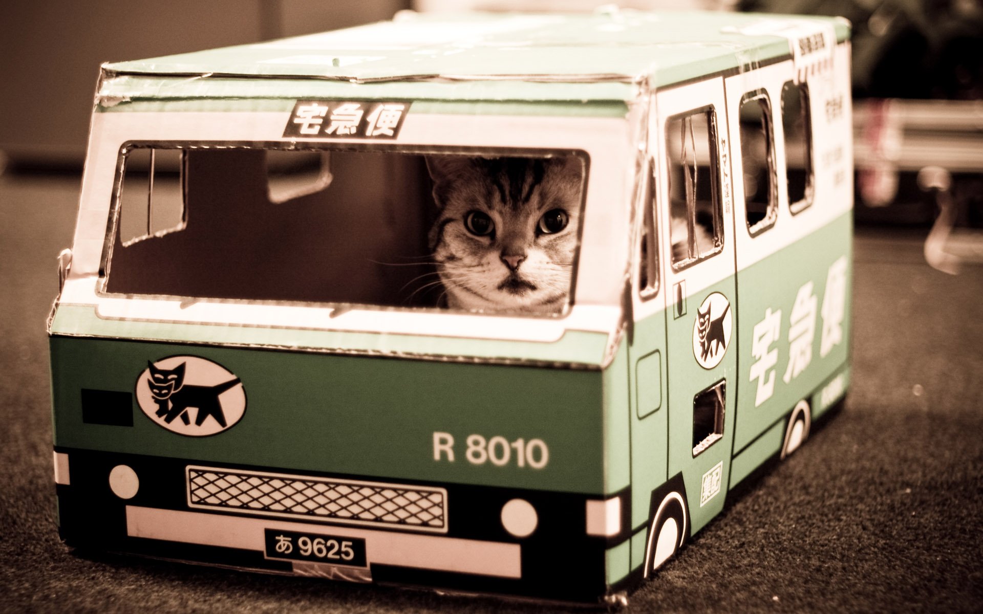 A playful cat peeks out from a toy green delivery van, embodying a ninja spirit in this HD PC desktop wallpaper and background.