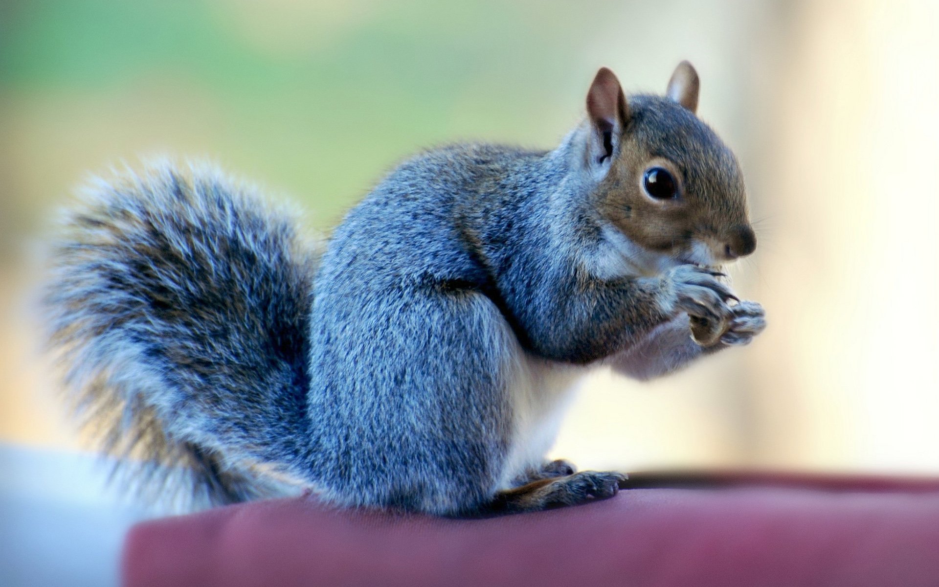 Page 16 | Cute Squirrels Images - Free Download on Freepik