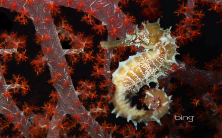 A vibrant HD desktop wallpaper featuring a seahorse surrounded by intricate coral, showcasing the beauty of marine life in stunning detail.