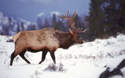HD PC desktop wallpaper featuring a majestic elk walking through a snowy landscape with a forest and mountains in the background.