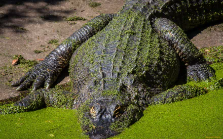 Animal crocodile HD Desktop Wallpaper | Background Image