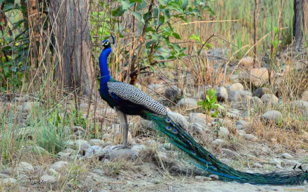 A vibrant peacock stands gracefully amidst greenery and stones, showcasing its colorful plumage. This HD image serves as a stunning desktop wallpaper and background.