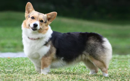 Animal corgi HD Desktop Wallpaper | Background Image