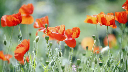 nature poppy HD Desktop Wallpaper | Background Image