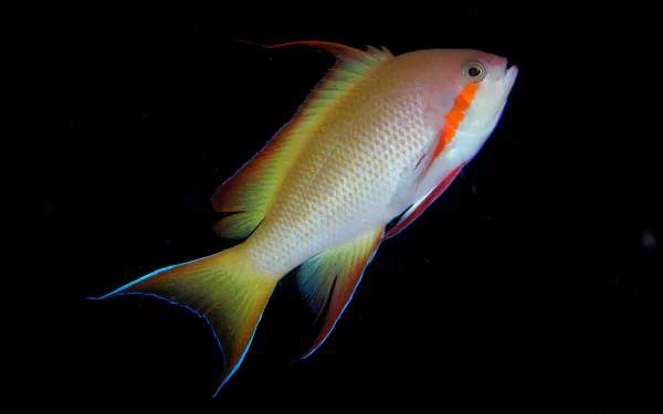 Animal fish HD Desktop Wallpaper | Background Image