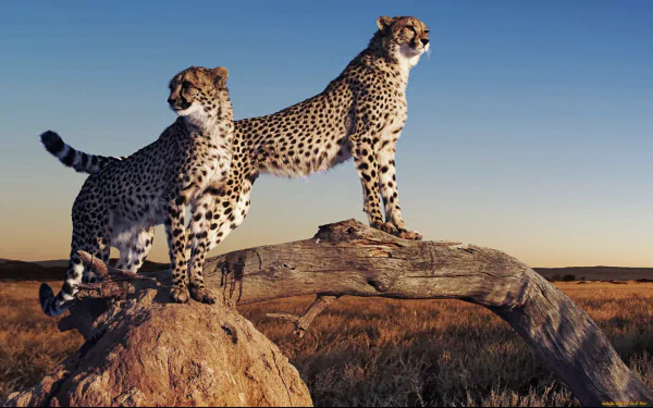 HD desktop wallpaper featuring two cheetahs standing on a log in a grassy landscape during golden hour.