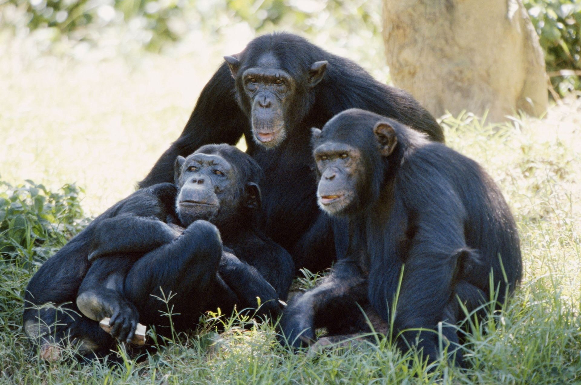 HD desktop wallpaper featuring three chimpanzees resting together on grass in a natural outdoor setting, highlighting their social bond and interaction.
