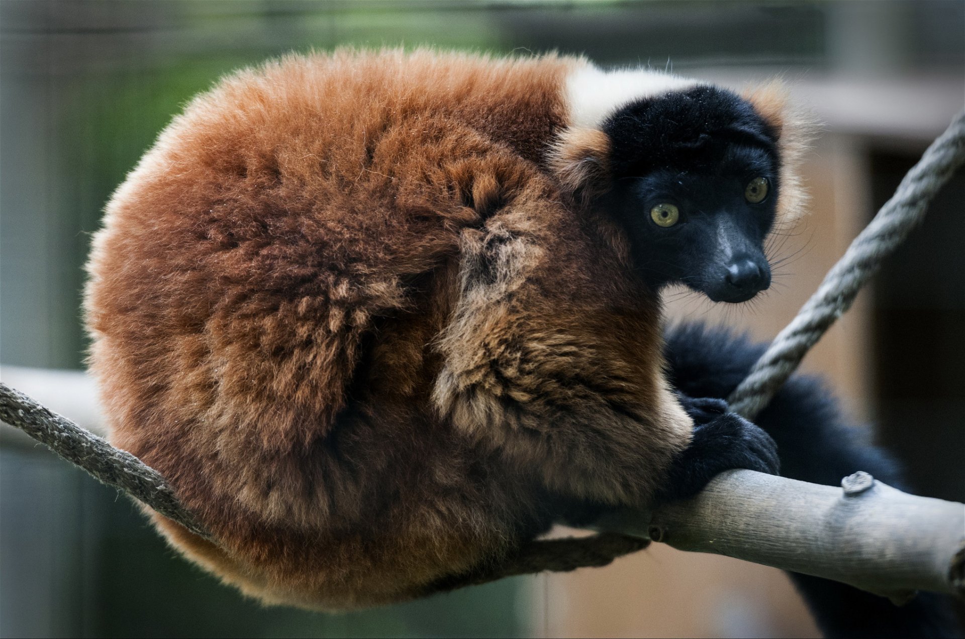 HD desktop wallpaper featuring a close-up of a lemur with rich brown fur perched on a tree branch against a blurred natural background.
