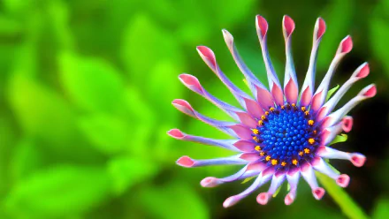 A vibrant daisy flower with intricate pink petals and a blue center, set against a lush green background, showcased as a stunning 4K Ultra HD desktop wallpaper.