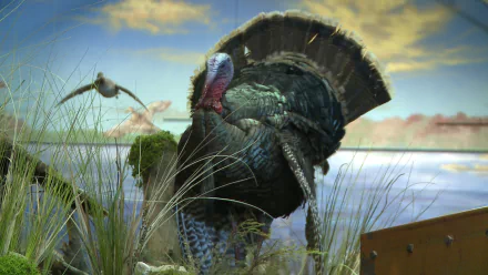 bird Animal turkey (bird) HD Desktop Wallpaper | Background Image