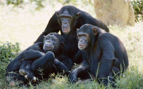 Animal Chimpanzee Monkeys HD Wallpaper | Background Image