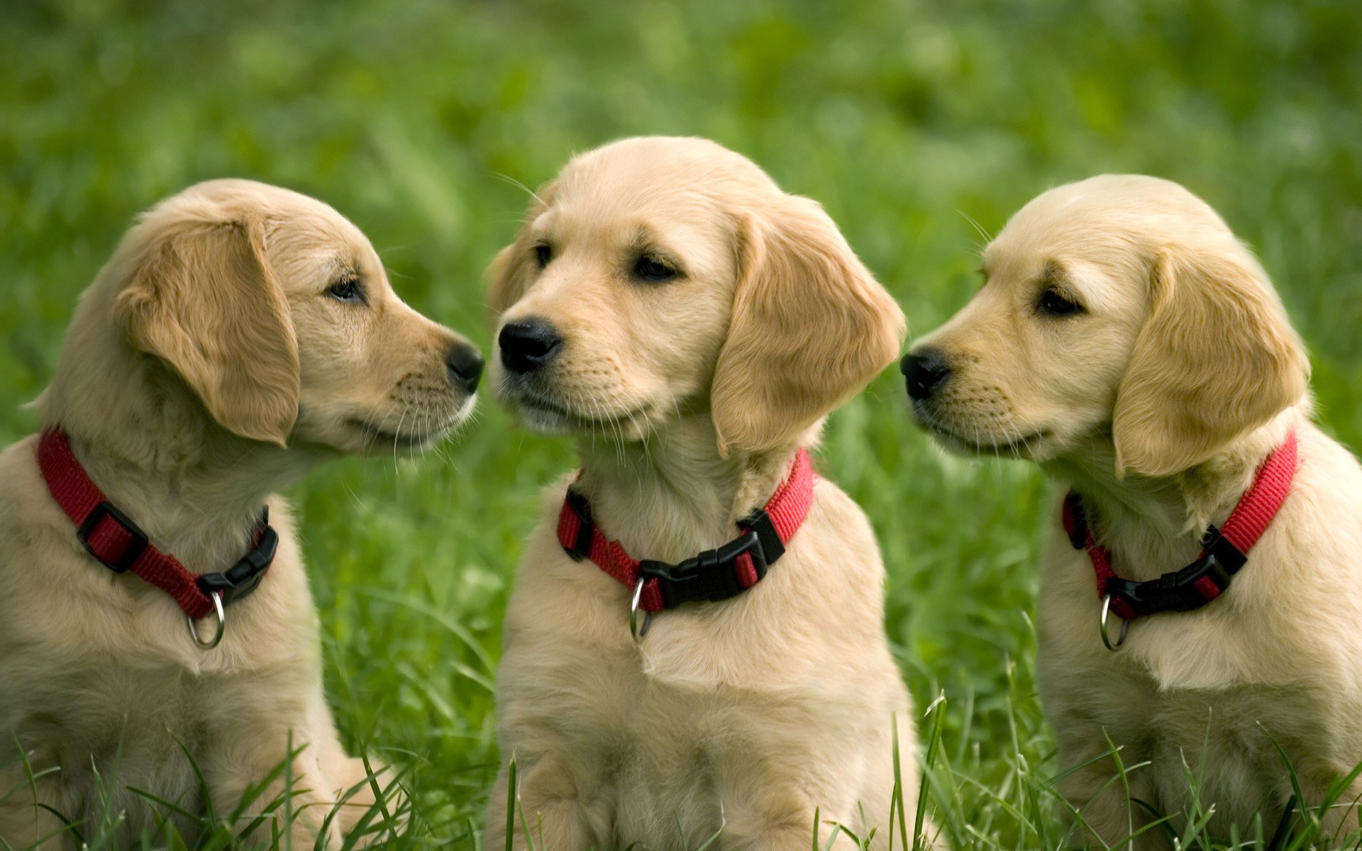 Puppy HD Wallpaper