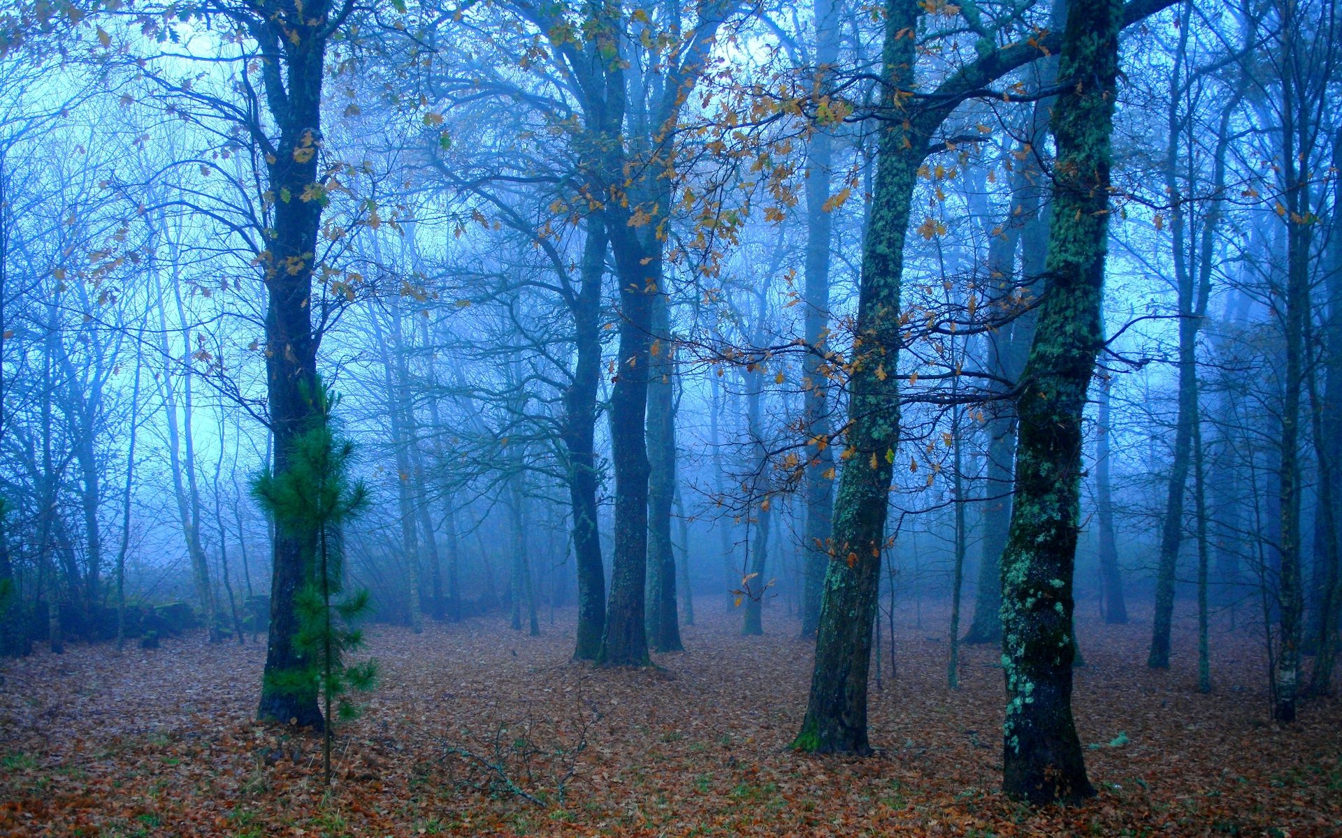 HD PC desktop wallpaper and background: misty nature forest with tall mossy trees and leaf-strewn floor bathed in cool blue morning fog.