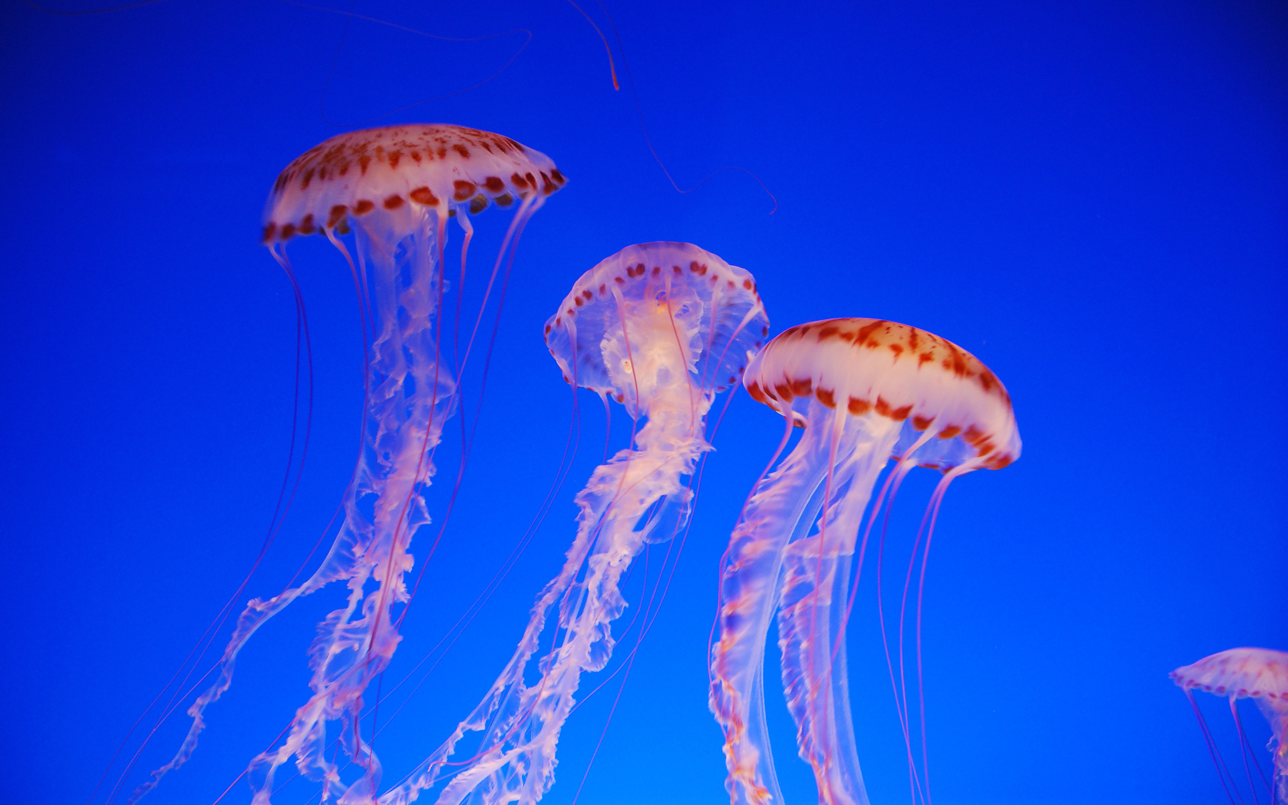 Jellyfish HD Wallpaper | Background Image | 2560x1600