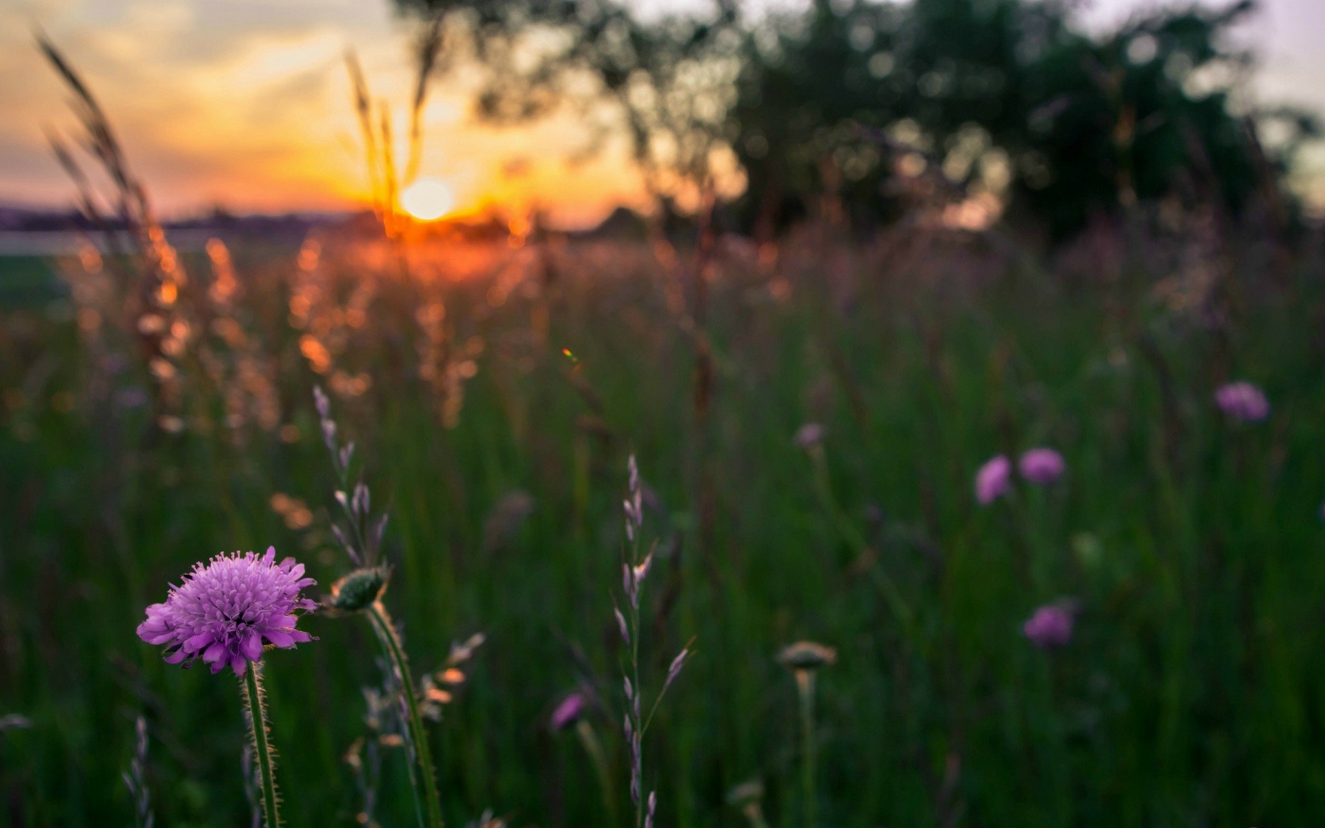 Download Nature Sunset HD Wallpaper