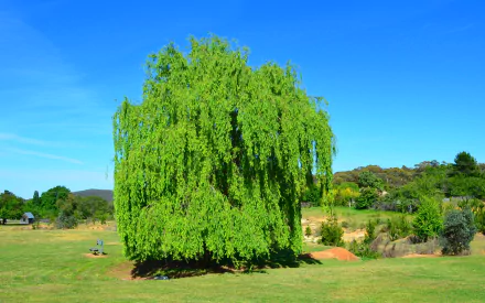 A Beautiful Tree In Hill End NSW