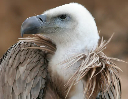 Close-up HD desktop wallpaper of a vulture with detailed feathers and a sharp beak, showcasing the bird's majestic appearance.