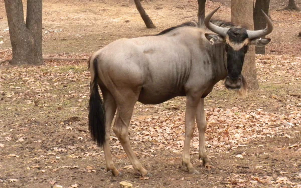 HD desktop wallpaper featuring a close-up of a wildebeest (gnu) standing on dry ground with trees in the background.