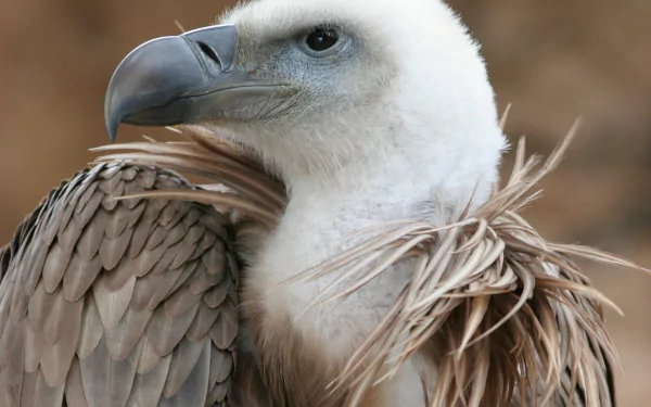 Close-up HD desktop wallpaper of a vulture with detailed feathers and a sharp beak, showcasing the bird's majestic appearance.