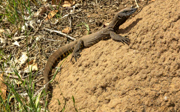 HD desktop wallpaper featuring a monitor lizard resting on a sunlit mound surrounded by dry grass and natural terrain.
