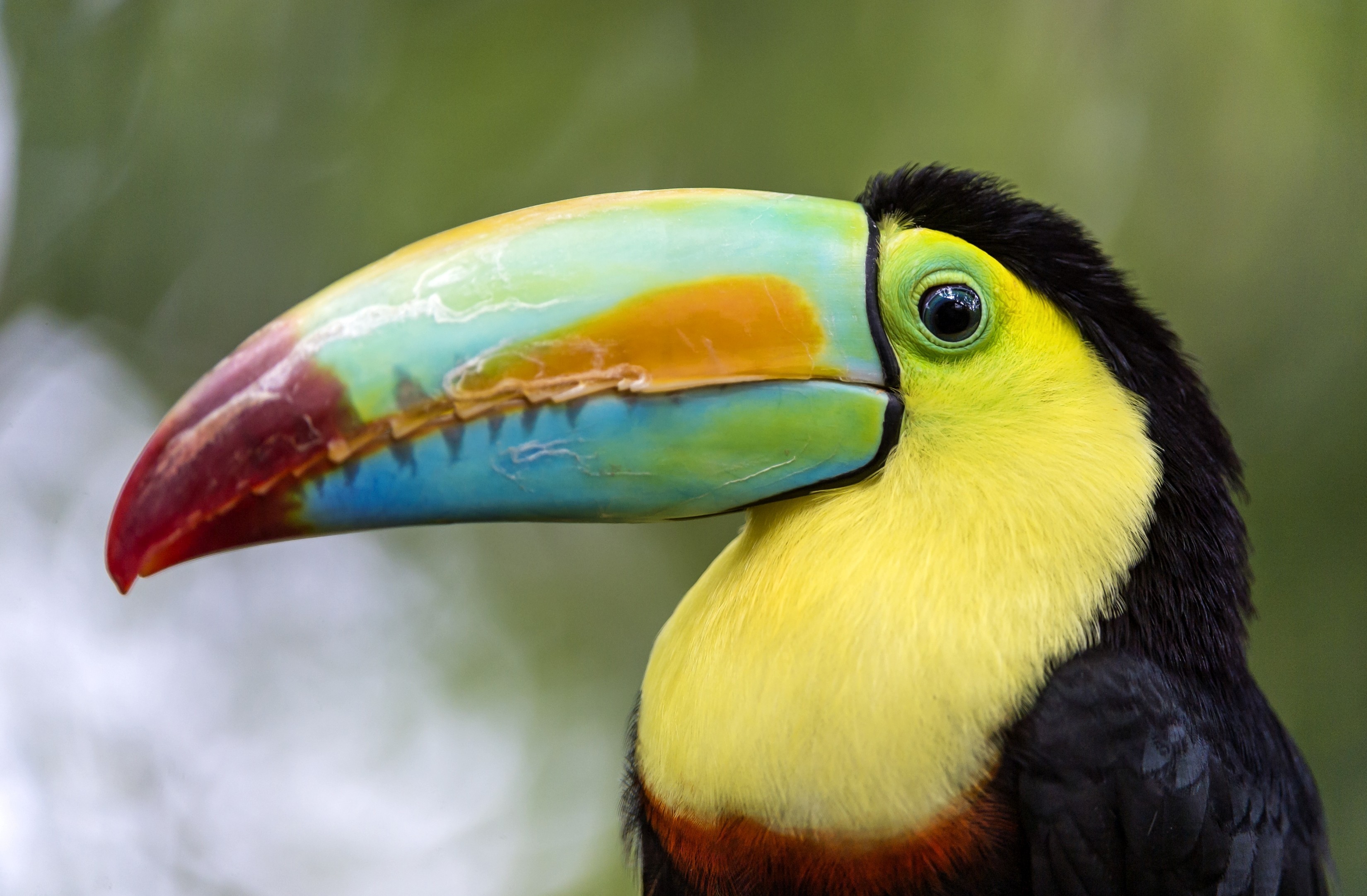 Toucan HD Wallpaper Background Image 3300x2163 ID