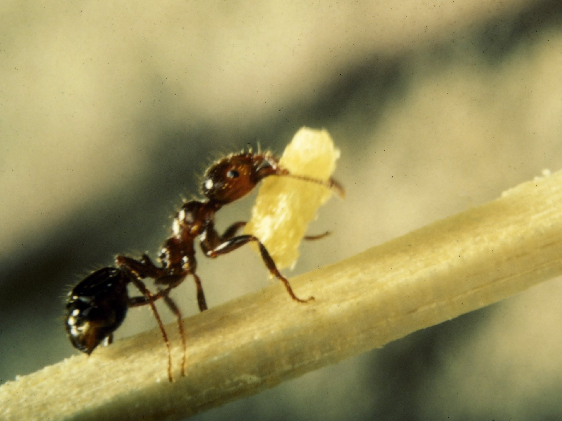 Download Animal Ant HD Wallpaper