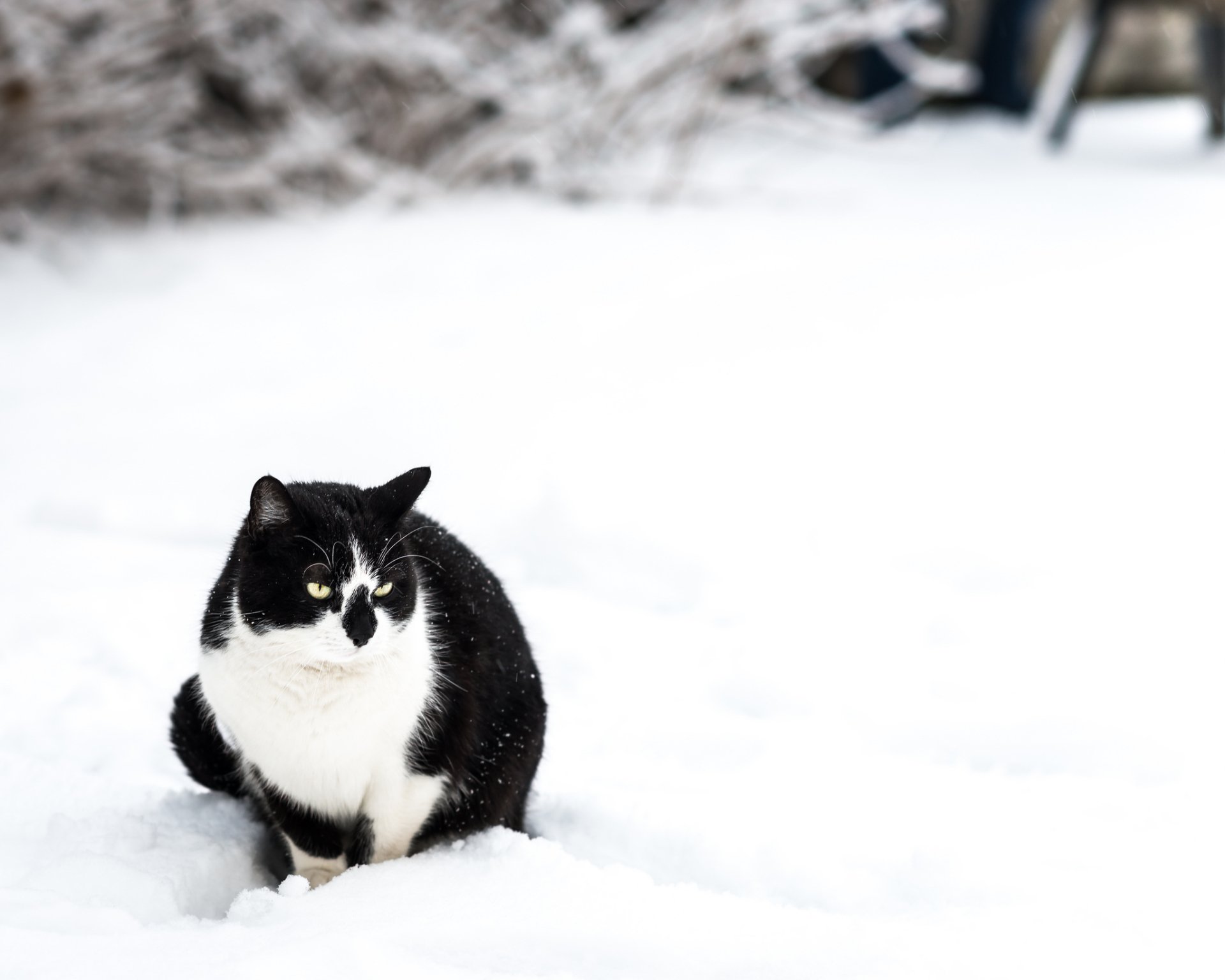 HD PC desktop wallpaper featuring a black and white cat sitting in the snow, surrounded by a bright, snowy landscape.