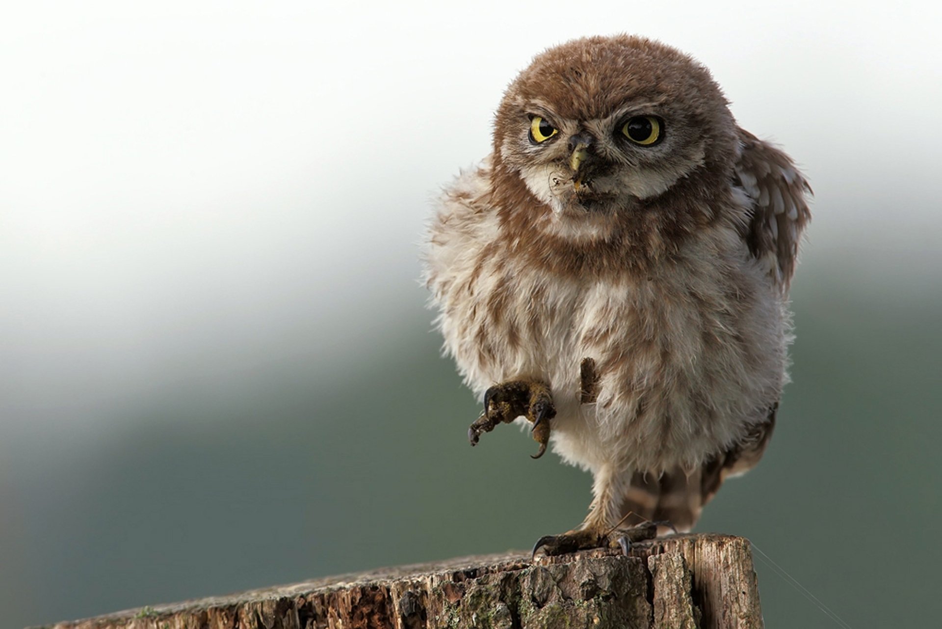 Close-up HD wallpaper of a small owl perched on a tree stump against a blurred background, capturing detailed feathers and intense yellow eyes.