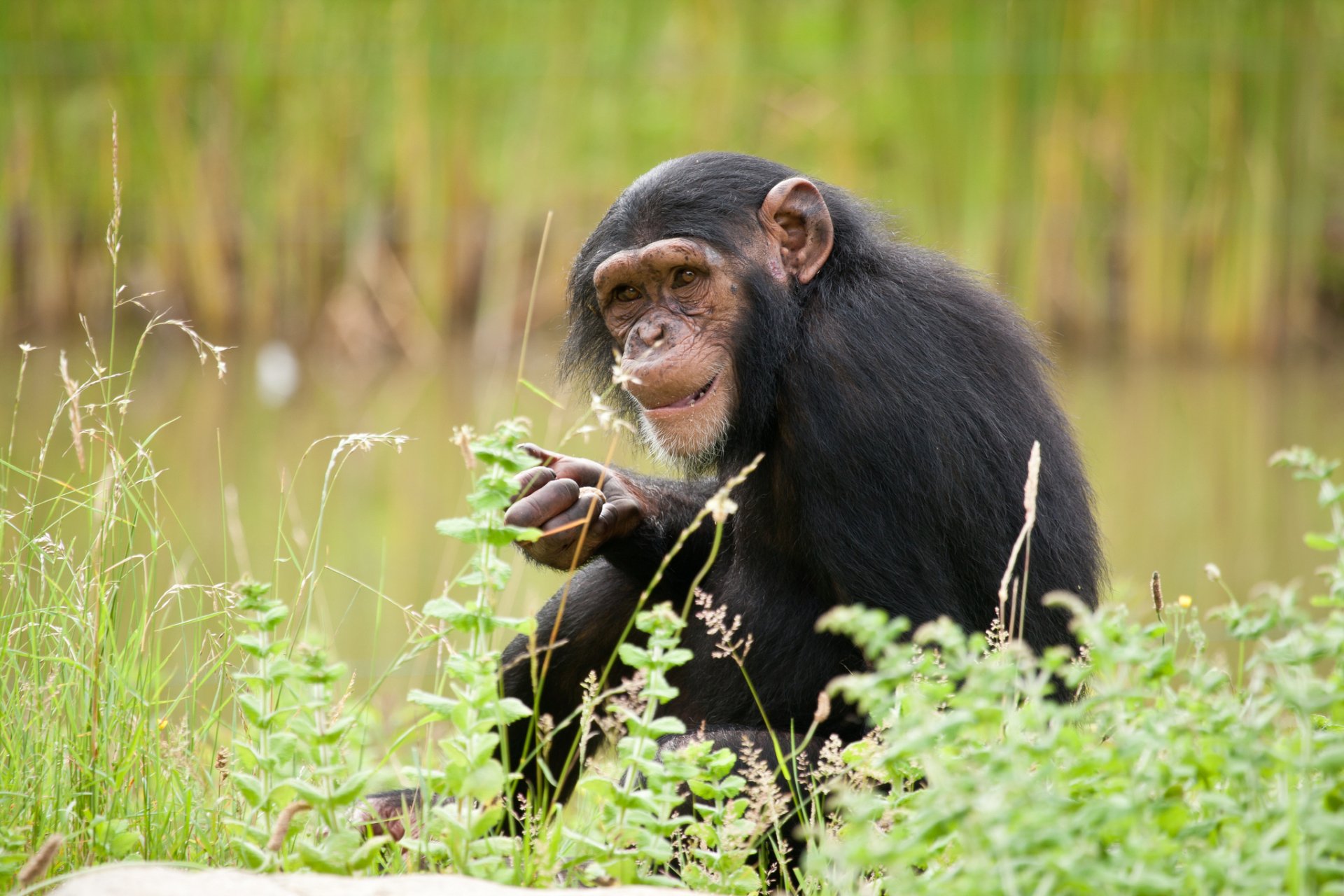 Download Animal Chimpanzee HD Wallpaper