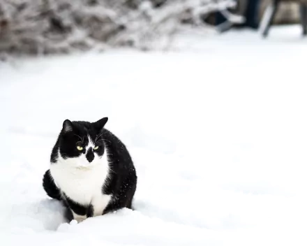 HD PC desktop wallpaper featuring a black and white cat sitting in the snow, surrounded by a bright, snowy landscape.