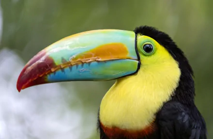 A vibrant toucan showcases its colorful beak against a blurred green background, making for an eye-catching HD PC desktop wallpaper and background.