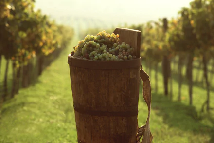 A wooden barrel filled with green grapes in a vineyard, captured in warm sunlight as an HD PC desktop wallpaper and background.