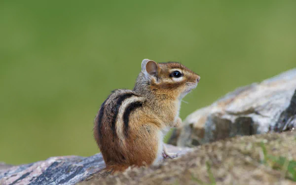 HD PC desktop wallpaper showing a chipmunk perched on a rock with a blurred green background, highlighting the small animal's detailed fur and stripes.