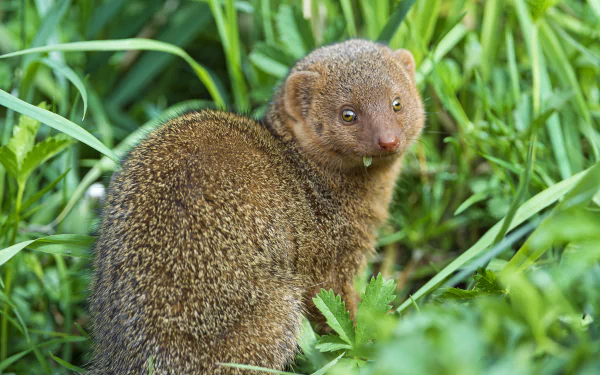 HD desktop wallpaper featuring a close-up of a mongoose standing amidst green grass and foliage.