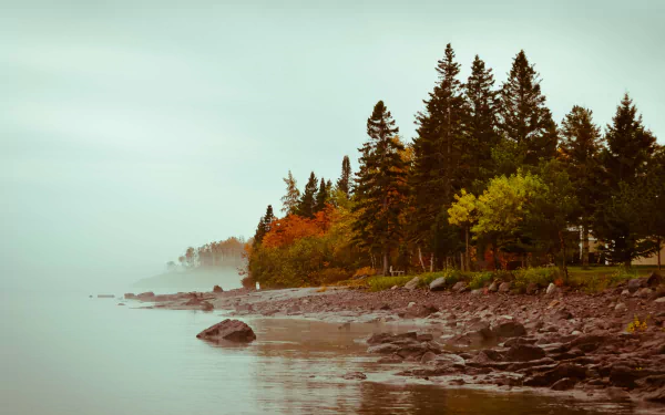 Nature 4K Ultra HD PC desktop wallpaper/background: misty fall shoreline — rocky beach, evergreen and autumnal trees under a pale, cloudy sky.