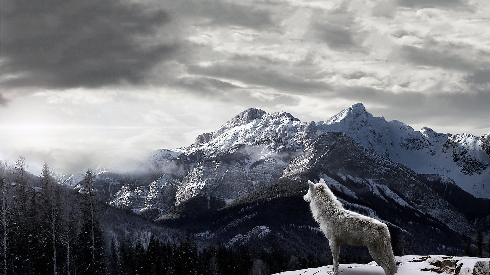 Lobo Fondo De Pantalla Hd Fondo De Escritorio 1920x1080