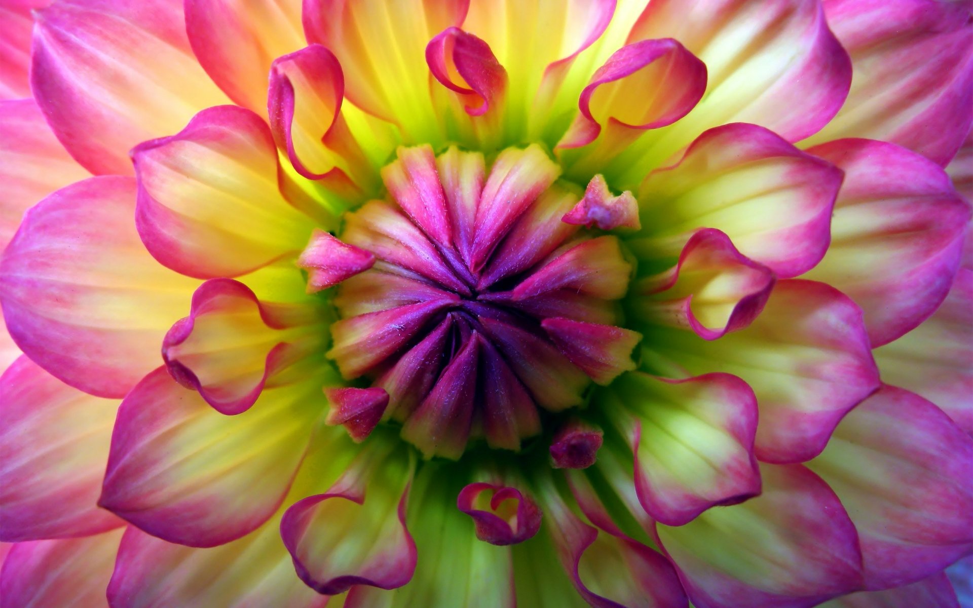 Close-up of a vibrant dahlia flower showcasing detailed petals in pink, purple, and green hues, captured in HD for a nature-themed PC desktop wallpaper.