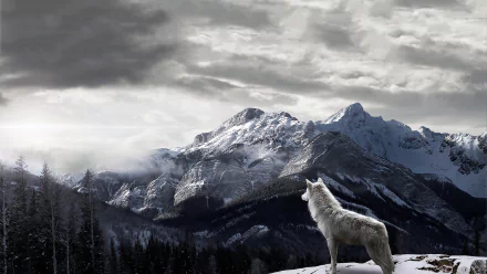 A majestic white wolf stands on a snowy landscape, gazing at towering mountains under a dramatic sky, creating a stunning HD desktop wallpaper.
