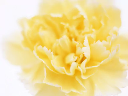 Soft yellow carnation close-up, a nature detail rendered in HD as a PC desktop wallpaper background.