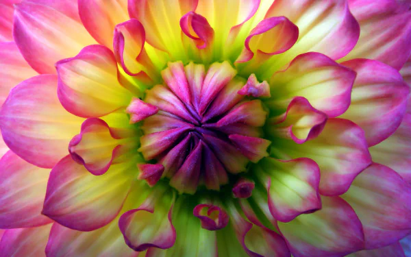 Close-up of a vibrant dahlia flower showcasing detailed petals in pink, purple, and green hues, captured in HD for a nature-themed PC desktop wallpaper.